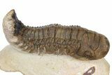 Bargain, Crotalocephalina Trilobite - Foum Zguid, Morocco #181246-1